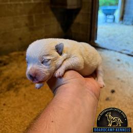 Boy 5 - Blue male Australian Cattle Dog puppy in Hurley, Virginia from BoardCamp Kennels-AKC Australian Cattle Dogs