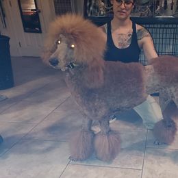 Angel - Poodle