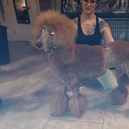 Angel - Poodle