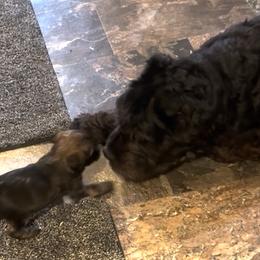 Boy 3 - Fawn and white male Tibetan Terrier puppy in Hastings, Michigan from Perrin Bouviers