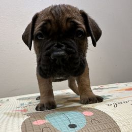 Kay - Fawn female Cane Corso puppy in Lancaster, California from Catanzaro Cane Corso