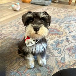 Miniature Schnauzer Puppies from Du Lac Miniature Schnauzers