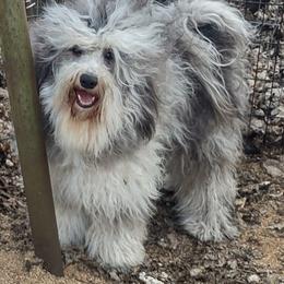 Thor - Sheepadoodle