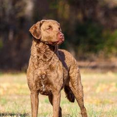 Bretta - Chesapeake Bay Retriever