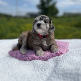 Girl 4 - Aussiedoodle puppy in Leitchfield, Kentucky from Salt River Kennels