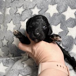 Sarabi - Green Band Girl - Black female Poodle puppy in Plainfield, New Jersey from Caris Paws Poodles and Labradoodles