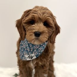Annie - Goldendoodle