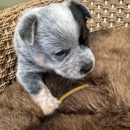 Australian Cattle Dog Puppies from June's Australian Cattle Dogs