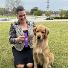 Maeve - Golden Retriever