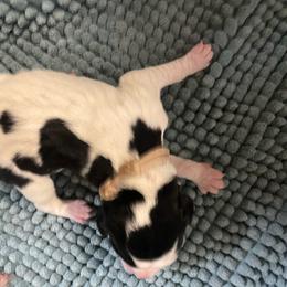 Tan - Black and white male Pointer puppy in Olympia, Washington from Birdsboro Pointers