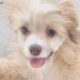 DaoDog Lancelot The Knight - Red male Chinese Crested puppy in Highland Park, Michigan from Family Kennel Dao Dog