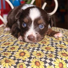 Cherry - Red tri female Miniature Australian Shepherd puppy in Buchanan, Georgia from Stanleyville Farm Mini Aussies
