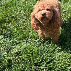Molly - Poodle