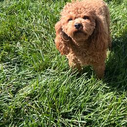 Molly - Poodle