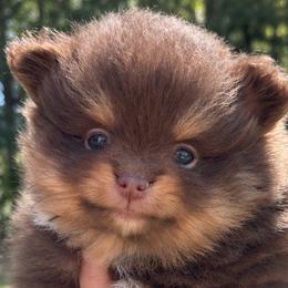 Karma - Chocolate and tan female Pomeranian puppy in Buck Valley, Pennsylvania from Buck Valley Pomeranians