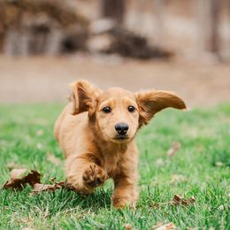 Dachshund Puppies from Lion's Gate Dachshunds