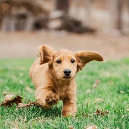 Dachshund Puppies from Lion's Gate Dachshunds