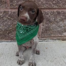Boy 3 - Liver roan male German Shorthaired Pointer puppy in Potosi, Wisconsin from Point and Flush Gun Dogs