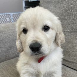 Golden Retrievers from Amie's Goldens