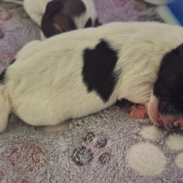 Boy 1 - Black and white male Jack Russell Terrier puppy in Newberg, Oregon from Creeks End Ranch