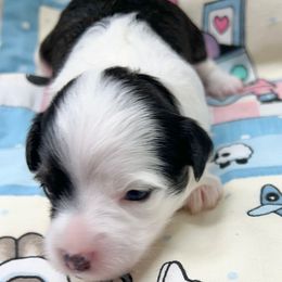 Mùchén - White and black male Chinese Crested puppy in Henderson, Kentucky from Western Kentucky Chihuahua’s and Chinese Crested’s