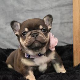 Bulldog and French Bulldog Puppies from Raise The Woof Bulldogs