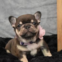 Bulldog and French Bulldog Puppies from Raise The Woof Bulldogs