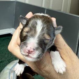 Sable Boy 2 - Sable and white male Shetland Sheepdog puppy in Windsor, Colorado from Shirehill Shelties