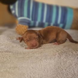 Red dapple piebald - Red male Dachshund puppy in Trade, Tennessee from TN Miniature Dachshunds & Basset Hounds