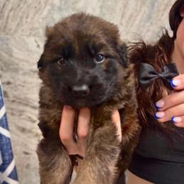 Isaiah - Sable male German Shepherd puppy in Canton, Texas from WILDWOOD GERMAN SHEPHERDS