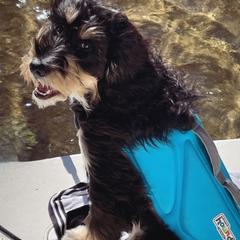 Bernedoodle, Goldendoodle, and Golden Mountain Doodle Puppies from Sonoran Standard Doodles