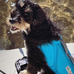 Bernedoodle, Goldendoodle, and Golden Mountain Doodle Puppies from Sonoran Standard Doodles