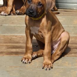 Rhodesian Ridgeback Puppies from Chilolo