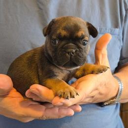 Carrie - Fawn female French Bulldog puppy in Solway, Minnesota from PcFrenchies