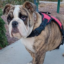 Bulldogs from Moab bulldogs