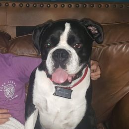 Jax - Boxer