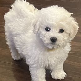 Bichon Frise Puppies from Heavenscent Bichons