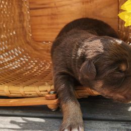 Quill - Red tri-color male Australian Shepherd puppy in Cable, Ohio from Resolute Aussies