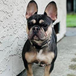 Ube - French Bulldog