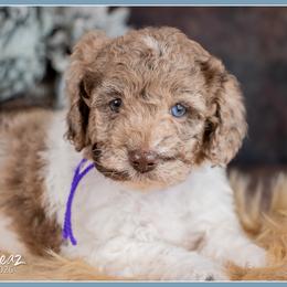 Yang - Brown white and tan female Cockapoo puppy in Connersville, Indiana from Deaz Doodle Ranch
