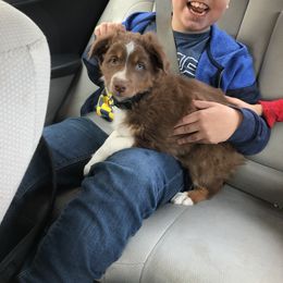Australian Shepherd Puppies from Far Out Aussies