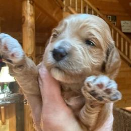 Gucci - Red  female Goldendoodle puppy in Pine Grove, California from Lundee Doodles