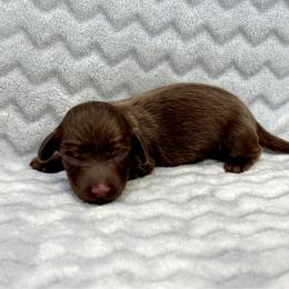 Asher - Chocolate male Dachshund puppy in Queen Creek, Arizona from Jolly Rogers Dachshunds