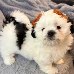 Dottie - Black and white female Shih Tzu puppy in Northridge, California from Our ShihTzu Family