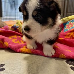 Labrador Retriever and Pembroke Welsh Corgi Puppies from FLK Corgis