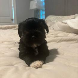 Nyx - Black female Miniature Schnauzer puppy in Orlando, Florida from Dara's Miniature Schnauzers