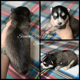 Sam the snowman - Gray and white male Pomsky puppy in Rossville, Georgia from Scenic City Pomskies