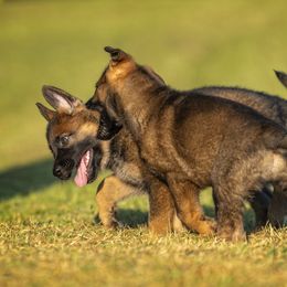 German Shepherd Puppies from Sommerfeld German Shepherds