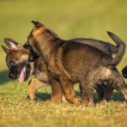German Shepherd Puppies from Sommerfeld German Shepherds