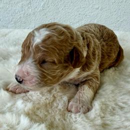 Biscotti - Red  female Goldendoodle puppy in Concord, California from Golden State Good Dogs